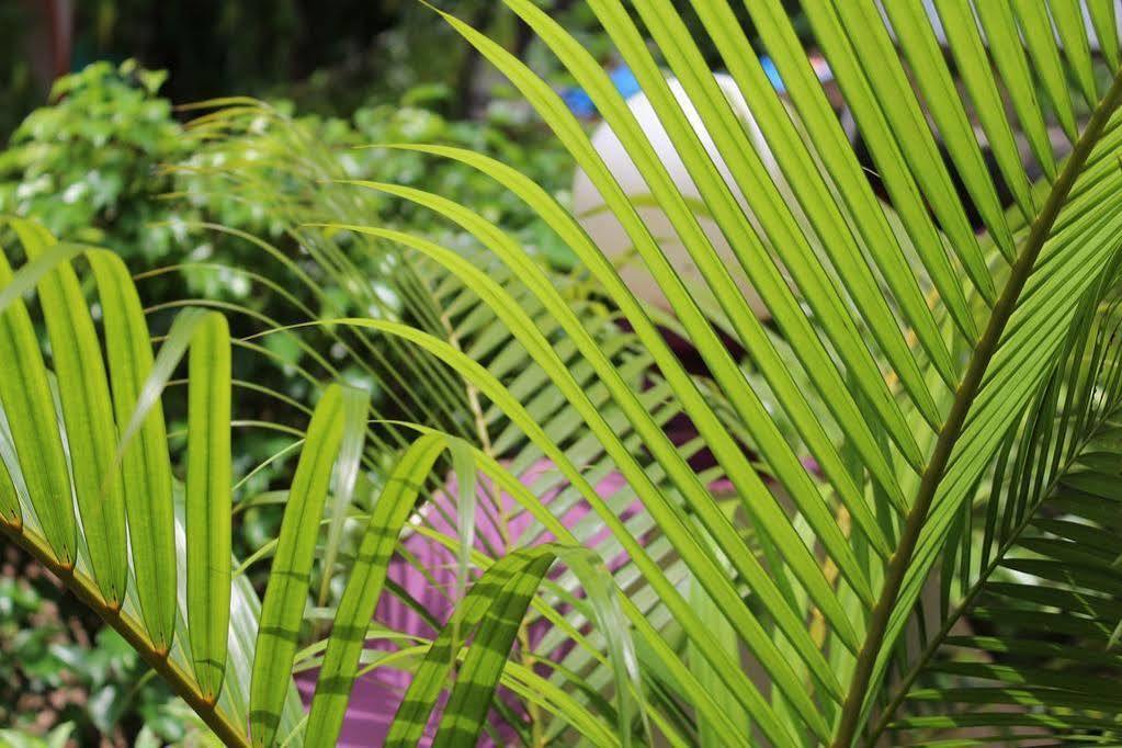 Sugar Plum Macedo Palms Acomodação com café da manhã Baga Exterior foto